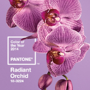 pantone orchid