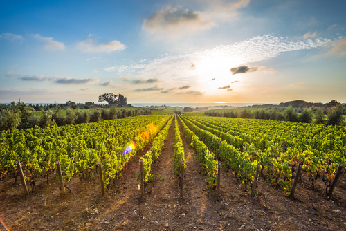 tuscan vineyards sunset